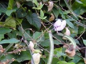 ���鶹�Ĺ�Ч������ ���鶹���÷�����