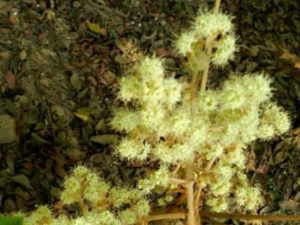 ţɤ������_ţɤ�������Ĺ�Ч|�÷�����