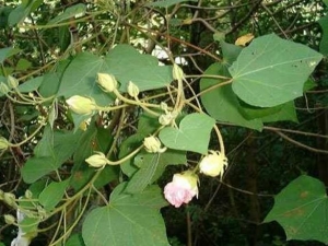 ��ͷܽ�صĹ�Ч������ ��ͷܽ�ص��÷�����