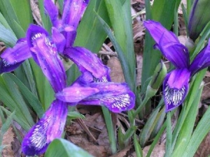 �Ჴ���β�ӵĹ�Ч������ �Ჴ���β�ӵ��÷�����