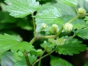 ����ݵĹ�Ч������ ����ݵ��÷�����