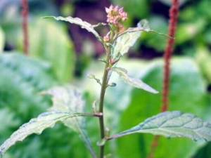 �˺��ݵĹ�Ч������ �˺��ݵ��÷�����