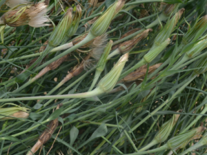 �����Ų�_�����ŲεĹ�Ч|��������