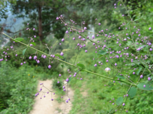 ƫ�����ɲ�_ƫ�����ɲݵĹ�Ч|�÷�����