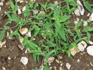 �����޼_�����޼�Ĺ�Ч|�÷�����