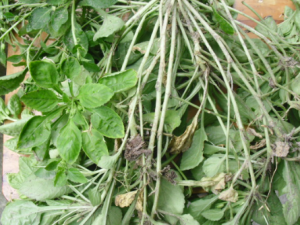 �����_������Ĺ�Ч|�÷�����