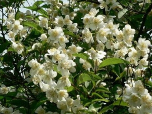 �׻��˵Ĺ�Ч������ �׻��˵��÷�����