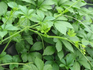 ��ҩ�����ط� �ӻ�˥�ϳ�ʲô��