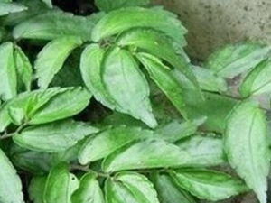 ��Ҷˮ��Ҷ�Ĺ�Ч������ ��Ҷˮ��Ҷ���÷�����