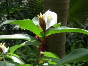 ���ʽ��Ĺ�Ч������ ���ʽ����÷�����