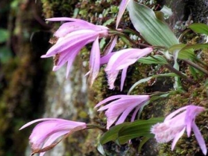 ɽ�ȹû��Ĺ�Ч������ ɽ�ȹû��ĸ���