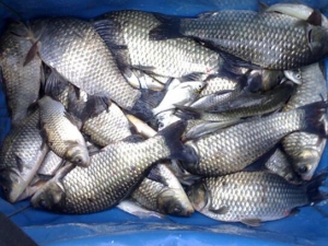 �������ܳ�ʲôˮ���� �����ڳ�ʲô��