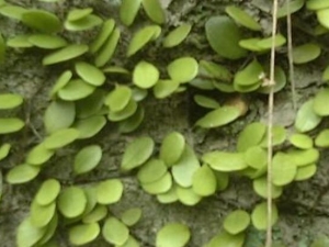 �����ȵĹ�Ч������ �����ȵĸ�������