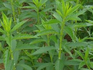 �����ݵĹ�Ч������ ���������ε���������