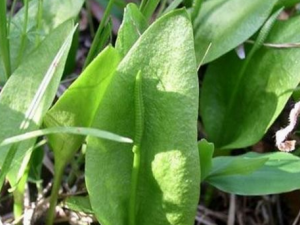 ƿ��С��_ƿ��С�ݵĹ�Ч|��������