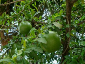 ư��_ư�ϵĹ�Ч|�÷�����