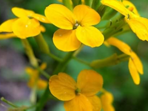 ��ɢ����_��ɢ�����Ĺ�Ч|�÷�