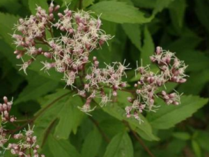 ����_�����Ĺ�Ч|��������