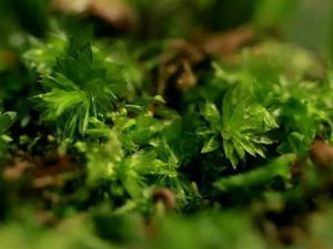 ƫҶ�׳�޺_ƫҶ�׳�޺�Ĺ�Ч|�÷�����