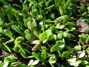 ��ʯ���ݵĹ�Ч������ ��ʯ���ݵ��÷�����