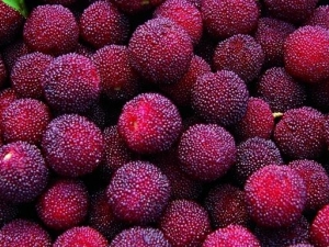 ��÷��ôϴ�ɾ� ��÷��ʳ�÷�������Щ