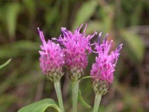 ��Ҷ��ë�յĹ�Ч������ ��Ҷ��ë�յ��÷�����