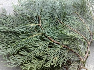 ��֦�ڵĹ�Ч������ ��֦�ڵĸ���