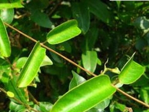 �ǵ����Ĺ�Ч������ �ǵ������÷�����