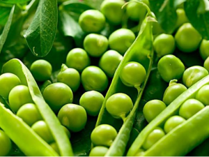 �㶹�Ĺ�Ч �㶹��Ӫ����ֵ