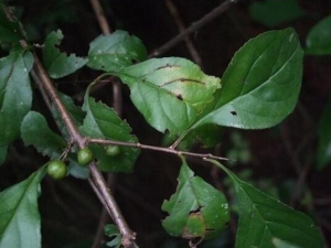 ���ľҶ�Ĺ�Ч������ ���ľҶ�ĸ���