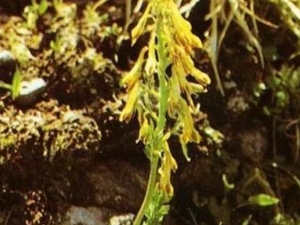 ɽ򲻳ԵĹЧ ɽ򲻳Եҩ