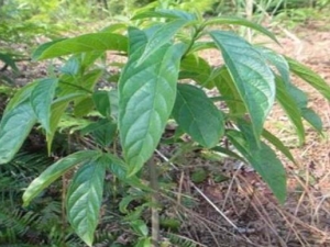 ����Ҷ�Ĺ�Ч������ ����Ҷ�ļ��𷽷�