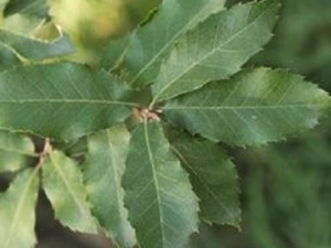 նľ^ӵĹЧ նľ^ӵ÷