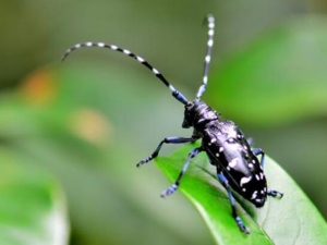 ��ţ�Ĺ�Ч������ ��ţ�ĸ��� ��ţ������