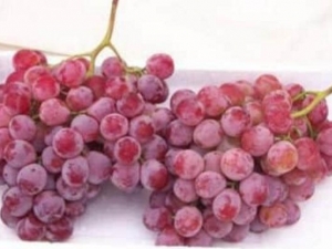 ���Ѻ����Ӫ����ֵ ���Ѻ����ʳ�÷���