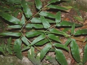 ��Ѿ�ݵĹ�Ч������ ��Ѿ�ݵ��÷�����