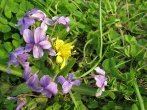 ���۶��ദ�� ���۶��๦Ч ���۶����������