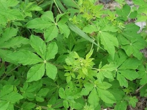 �׻��˵Ĺ�Ч������ �׻��˵ĸ���