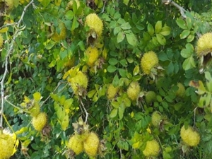 ɽ����Ĺ�Ч������ ɽ������÷�����