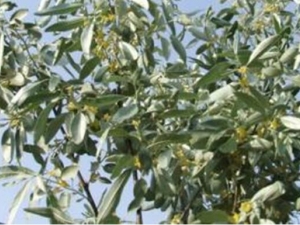 ɳ����Ƥ�Ĺ�Ч������ ɳ����Ƥ���ΰ״���