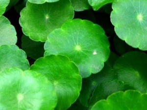 �������Ĺ�Ч������ ���������÷�����