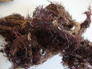 �����˵�Ӫ����ֵ �����˵�ʳ�÷���