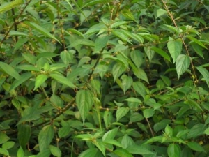 ����Ƥ�Ĺ�Ч������ ����Ƥ���÷�����