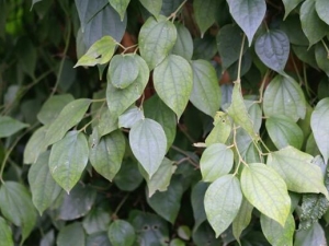 ɽ�X�Ĺ�Ч������ ɽ�X�ĸ���