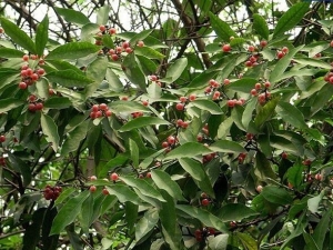 ɽС�ٵĹ�Ч������ ɽС�ٵ��÷�����