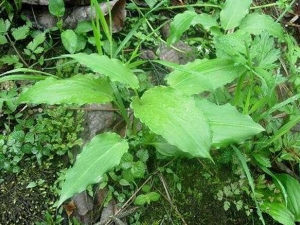 ��µĹ�Ч������ ��µ��÷�����