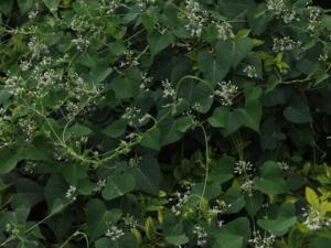 �����ٵĹ�Ч������ �����ٵĸ���