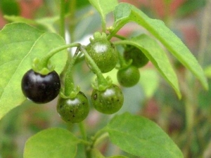 �����ӵĹ�Ч������ �����ӵ��ٴ�Ӧ��