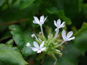 �׻����Ĺ�Ч������ �׻������÷�����