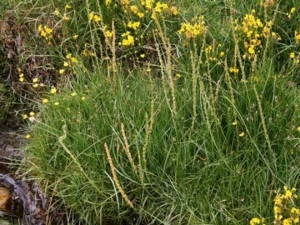 ���²˵Ĺ�Ч������ ���²˵ĸ���